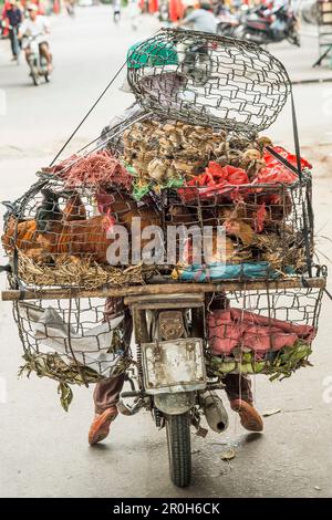 Frauen, die lebendes Geflügel auf einem Moped in Hoi an, Zentralvietnam, Vietnam, Asien transportieren Stockfoto