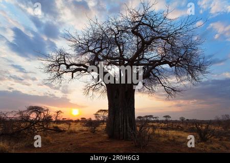 Afrikanische Baobab bei Sonnenaufgang, Affenbrotbäume Digitata, Ruaha Nationalpark, Tansania, Afrika Stockfoto