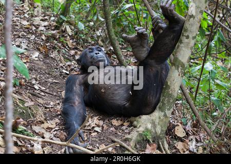 Schimpansen männlich ruhend, Pan troglodytes, Mahale Mountains Nationalpark, Tansania, Ostafrika, Afrika Stockfoto