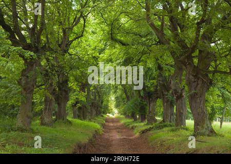 Allee von Linden, Thüringen, Deutschland Stockfoto