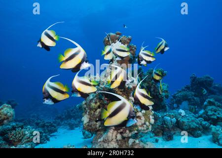 Fischschwarm von roten Meer Bannerfish Heniochus Intermedius, Shaab Claudio, Rotes Meer, Ägypten Stockfoto