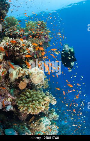 Sporttauchen in, Zabargad, St. Johns, Rotes Meer, Ägypten Stockfoto