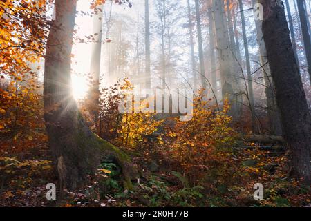 Im Bayerischen Wald-Nationalpark in Bayern erstrahlen an einem Herbstmorgen die Sonnenstrahlen durch die neblige Landschaft Stockfoto