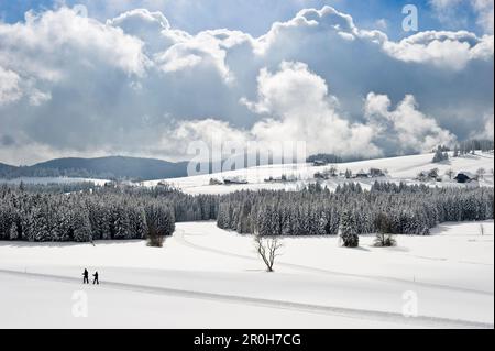 Langläufer in der Nähe von Breitnau bei Hinterzarten, Schwarzwald, Baden-Württemberg, Deutschland Stockfoto