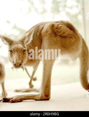 AUSTRALIEN, Känguru-Porträt, Queensland Stockfoto