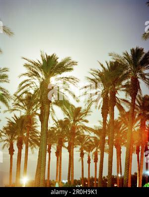 USA, Kalifornien, Palmen gegen den Himmel in der Dämmerung, Palm Springs Stockfoto