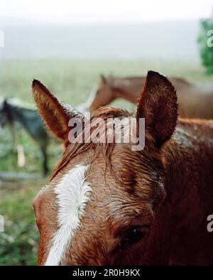 USA, Kalifornien, Nahaufnahme eines Pferdekopfes im Regen, Highway 1, Bolinas Stockfoto
