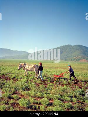 USA, Kalifornien, weibliche Bio-Farmer mit Pferdepflügen für Jones Stockfoto