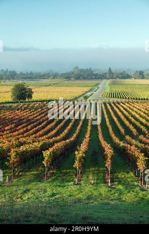 USA, Kalifornien, Sonoma, Gundlach Bundschu Winery, Morgenlicht beleuchtet den 150 Jahre alten Weinberg Stockfoto