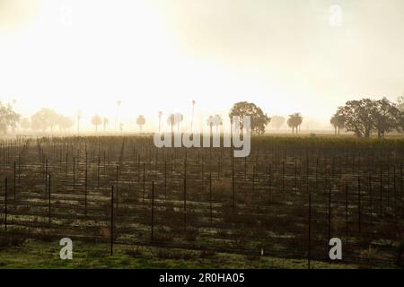 USA, Kalifornien, Sonoma, Gundlach Bundschu Winery, Morgenlicht beleuchtet den 150 Jahre alten Weinberg Stockfoto