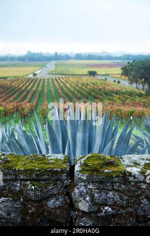 USA, Kalifornien, Sonoma, Gundlach Bundschu Winery, Garten und Felswände Stockfoto