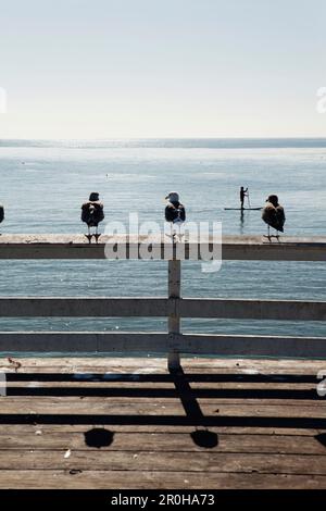 USA, Kalifornien, Malibu, Möwen sitzen auf einem Geländer am Pier von Paradise Cove, ein Mann kommt auf seinem Paddleboard vorbei Stockfoto