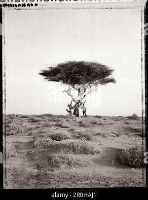 ERITREA, Asmara, ein Mann, der in der Wüste unter einem Akazienbaum am Stadtrand von Asmara steht (B&W) Stockfoto