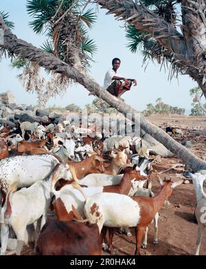 ERITREA, Beilul, ein junger Mann aus der Ferne pflegt sein Vieh in Dad Village Stockfoto