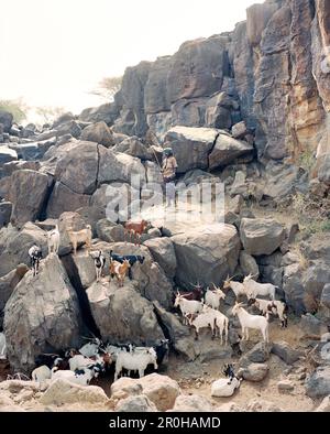 ERITREA, Beilul, ein junger Mann aus der Ferne pflegt sein Vieh in Dad Village Stockfoto