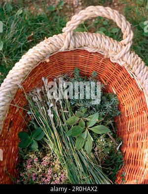 FRANKREICH, Arbois, frische Kräuter, die in der Landschaft von Arbois mit Koch Jean Paul Jeunet von der Weinregion Jura gepflückt werden Stockfoto