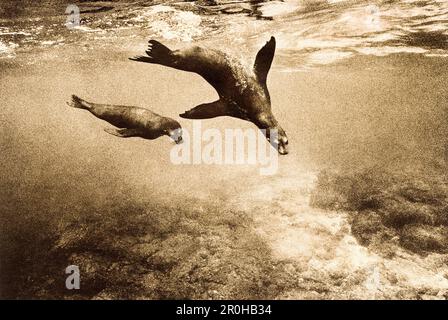 ECUADOR, Galapagos-Inseln, Schwimmen von Seelöwen, Fernandina Island (B&W) Stockfoto