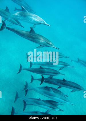 USA, Hawaii, Lana'i, ein pod von Spinner Delphin Schwimmen bei Manele Bay Stockfoto