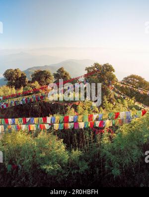 INDIA, West Bengal, bunte Gebetsfahnen aufhängen über Bäume, Tiger Hill Stockfoto