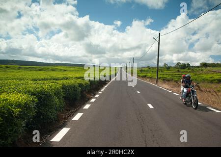 MAURITIUS, ein Paar auf ihrem Motorrad, fährt durch die Teefelder von Bois Cherie Stockfoto