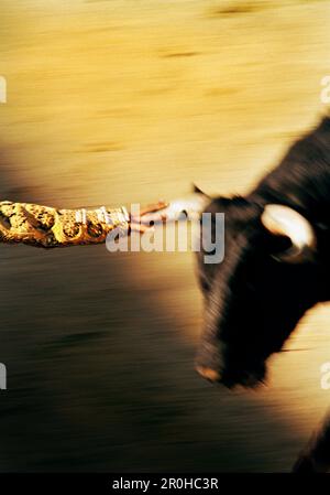 MEXIKO, Tijuana, Matador, der vor dem Stier davonläuft, mit Had am Horn, Action-Unschärfe Stockfoto