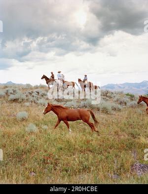 USA, Montana, Cowboys und Cowgirl auf Pferden, Gallatin National Forest, Emigrant Stockfoto