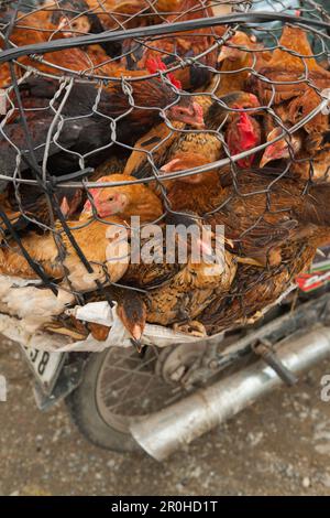 VIETNAM, Hue, Hühner zum Verkauf auf dem Rücken eines Mopeds, am Straßenrand im ländlichen Hue Stockfoto