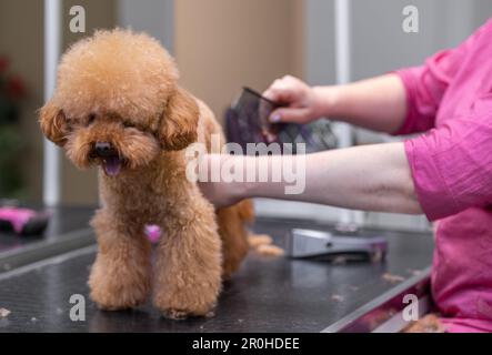 Der Pudelhund wird von einer erfahrenen Gärtnerin gepflegt, die ihren Mantel im Friseursalon sorgfältig putzt Stockfoto