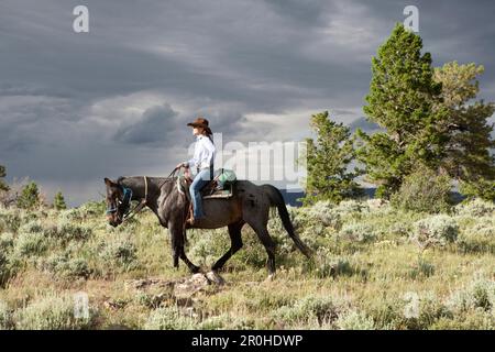 USA, Wyoming, Lager, ein Cowgirl reitet auf einem Pferd durch die Sage-Pinsel, Abara Ranch Stockfoto