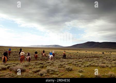 USA, Wyoming, Lager, Cowboys reiten Sie auf dem Rücken der Pferde Rinder für ein Branding zu sammeln, Big Creek Ranch Stockfoto