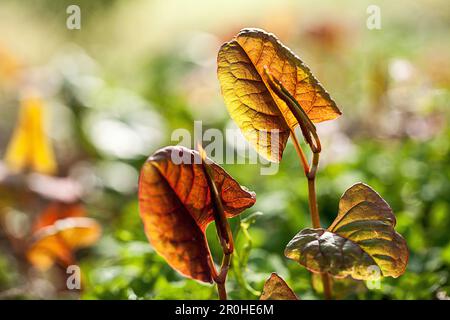 Japanischer Knotweed (Fallopia japonica, Reynoutria japonica), junge Blätter Stockfoto