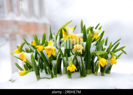 narzissen (Narzissen „Tete-a-Tete“, Narzissen Tete a Tete, Narzissen „Tête à Tête“, Narzissen Tête à Tête), Narzissen im Schnee, Sorte Stockfoto