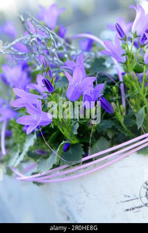 Dalmatinische Glockenblume, Adria-Glockenblume, Mauerblume (Campanula portenschlagiana), blüht im Topf Stockfoto