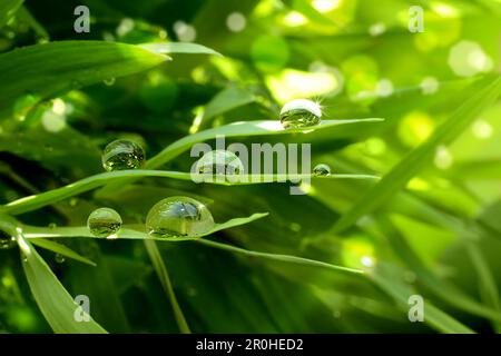Wassertropfen auf Grashättern, die in der Sonne funkeln, komponieren Stockfoto