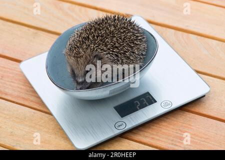 Westlicher Igel, Europäischer Igel (Erinaceus europaeus), Igel auf der Waage, Deutschland Stockfoto