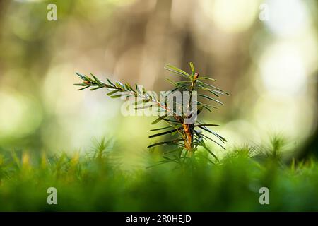 Europäische Tanne (Abies alba), Setzling auf Waldgrund, Deutschland Stockfoto