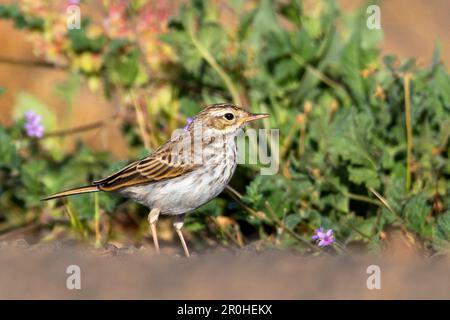 Kanarische Pitpit, Berthelot's Pipit (Anthus berthelotii), Wandern auf dem Boden, Kanarische Inseln, Lanzarote, Guatiza Stockfoto