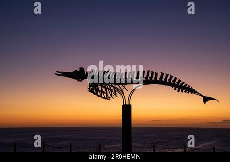 Cuviers Gänseschnabelwal, Cuviers Schnabelwal (Ziphius cavirostris), Skelett-Denkmal an der Küste bei El Cotillo bei Sonnenuntergang, Kanarische Inseln, Stockfoto