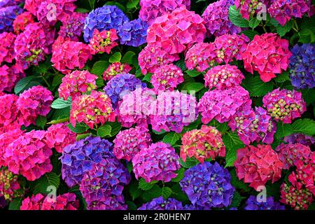 Garten Hortensie, Spitze Kappe Hortensie (Hydrangea Macrophylla), blühen Stockfoto