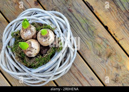 Jakinthe (Hyacinthus orientalis), Korb mit Hyazinthen-Zwiebeln Stockfoto