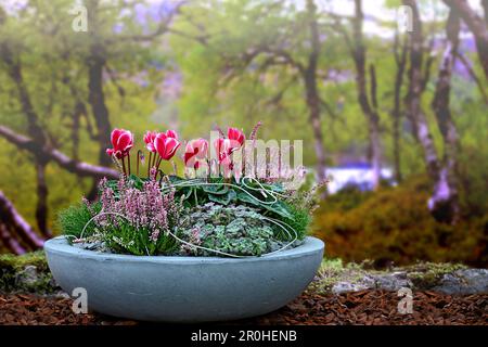 Floristen Cyclamen (Cyclamen persicum), Schale mit Heather und Cyclamen, Deutschland Stockfoto