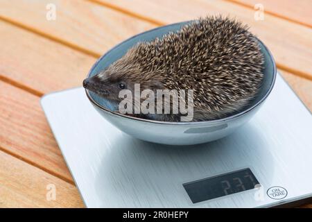 Westlicher Igel, Europäischer Igel (Erinaceus europaeus), Igel auf der Waage, Deutschland Stockfoto