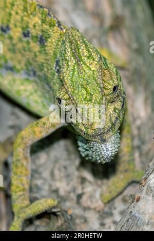 Mediterranes Chamäleon, afrikanisches Chamäleon, gemeines Chamäleon (Chamaeleo Chamaeleon), Klettern auf einen Stamm, Porträt, Spanien, Andalusien Stockfoto