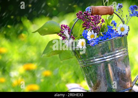 Kleiner Gartenstrauß mit gemeinem Flieder, Gänseblümchen und vergessen-mich-nicht in einem Blecheimer im Regen, Deutschland Stockfoto