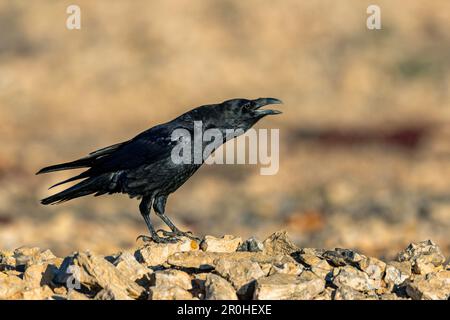 Raben (Corvus corax canariensis, Corvus canariensis), in der Halbwüste, Calling, Kanarische Inseln, Fuerteventura Stockfoto