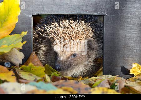 Westlicher Igel, europäischer Igel (Erinaceus europaeus), Igel, der aus einem kleinen Haus zum Schlafen schaut, Deutschland Stockfoto