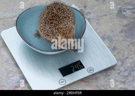 Westlicher Igel, Europäischer Igel (Erinaceus europaeus), Igel auf der Waage, Deutschland Stockfoto