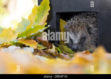 Westlicher Igel, europäischer Igel (Erinaceus europaeus), Igel, der aus einem kleinen Haus zum Schlafen schaut, Deutschland Stockfoto