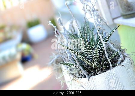 Zebra Plant (Haworthia fasciata „Big Band“, Haworthia fasciata Big Band), Kultivar Big Band in Blumentopf mit weißen Zweigen Stockfoto