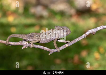 Mediterranes Chamäleon, afrikanisches Chamäleon, gemeines Chamäleon (Chamaeleo Chamaeleon), auf einen Busch klettern, Spanien, Andalusien Stockfoto